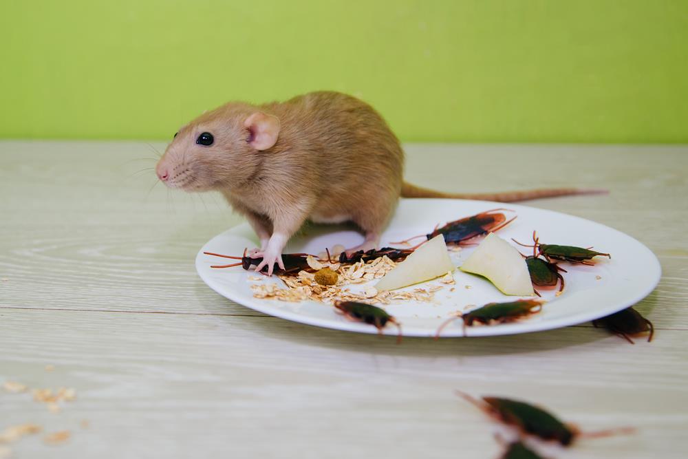 El truco casero que puedes preparar en pocos pasos para eliminar plagas de ratas y cucarachas